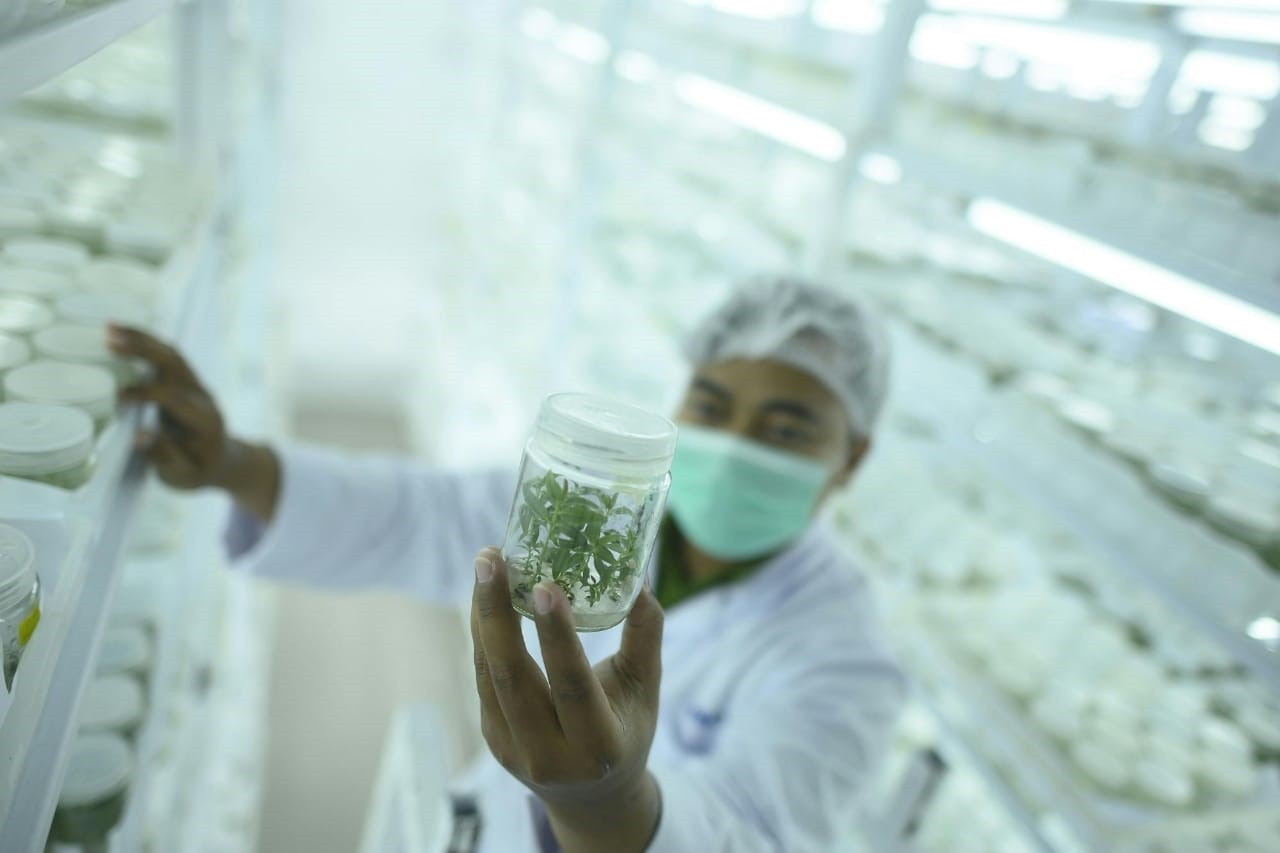 Lab technician examining tissue culture plantlets in clean room